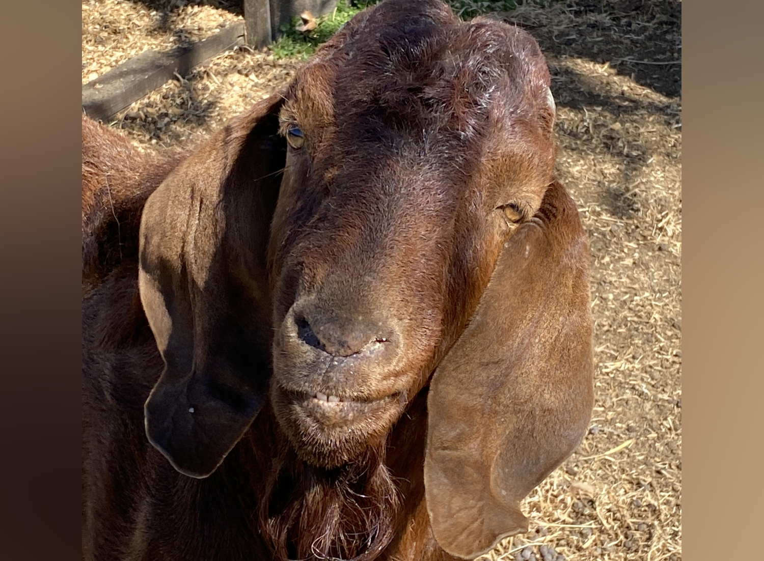 African Boer Goat