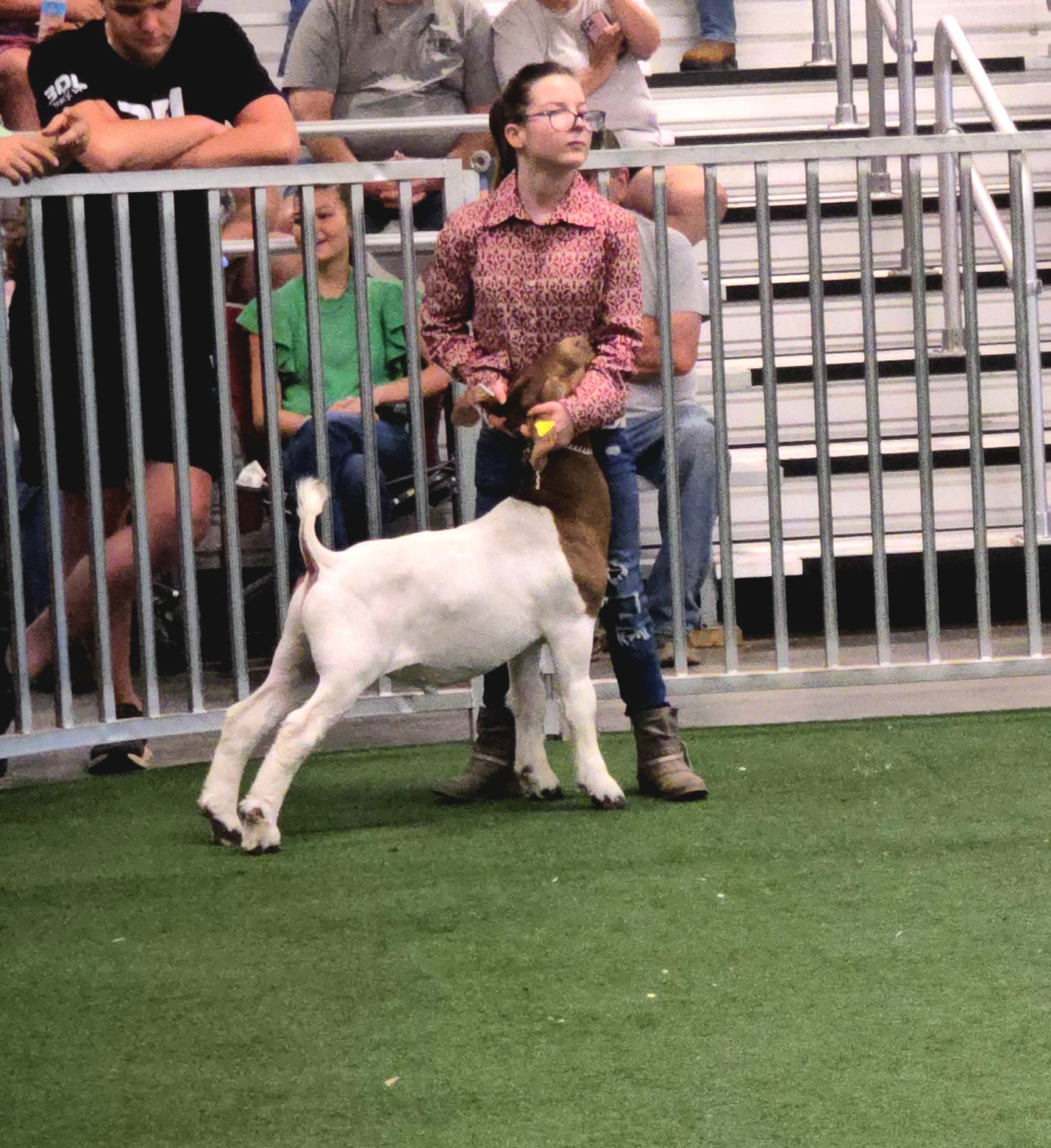 African Boer Goat